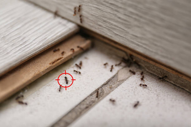 Best Best Pest Control Companies  in Shenorock, NY