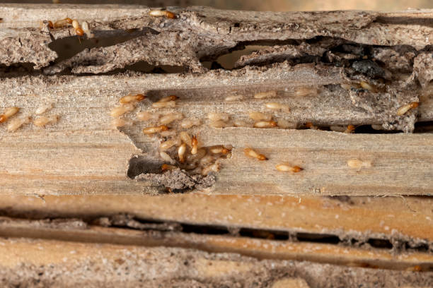 Best Spider Control Near Me  in Shenorock, NY